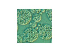 宜興賽爾生物提供無錫免疫佐劑，價